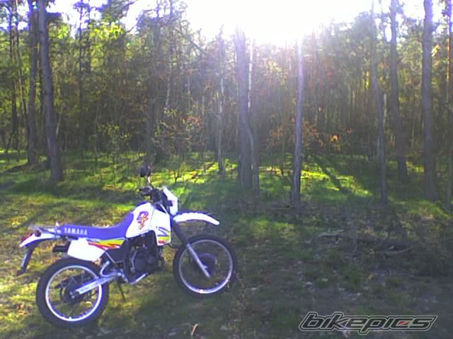1995 YAMAHA DT 80 | Picture 1034326 motorcycle photo