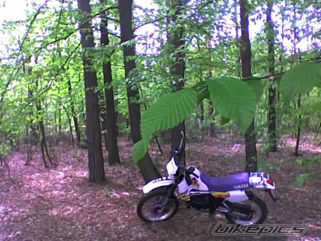 1995 YAMAHA DT 80 | Picture 1034342 motorcycle photo