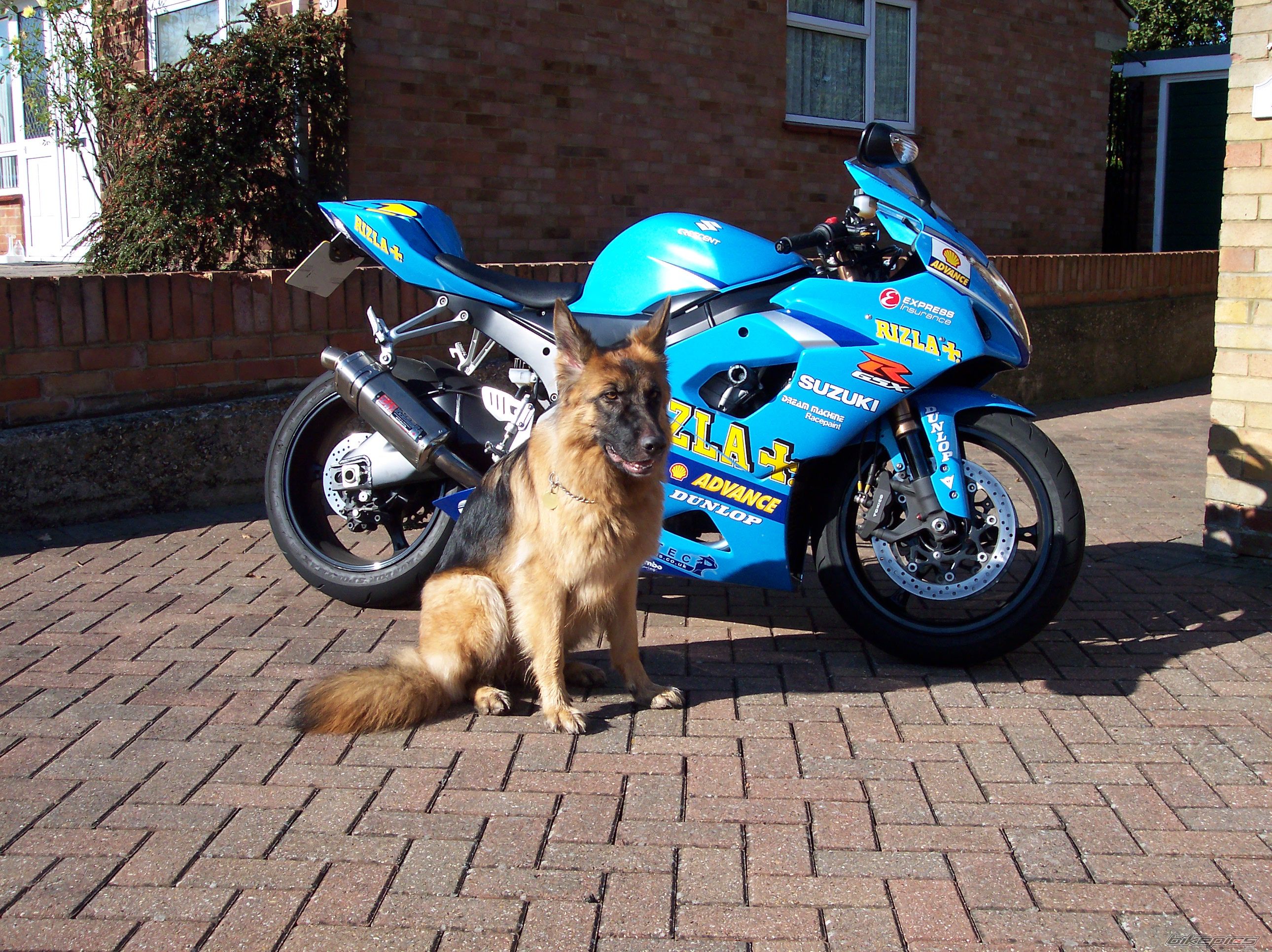 2005 TRIUMPH SPEED TRIPLE | Picture 1088253 motorcycle photo