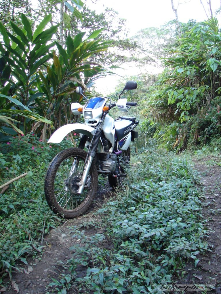 2001 HONDA XR 200 | Picture 1098524 motorcycle photo