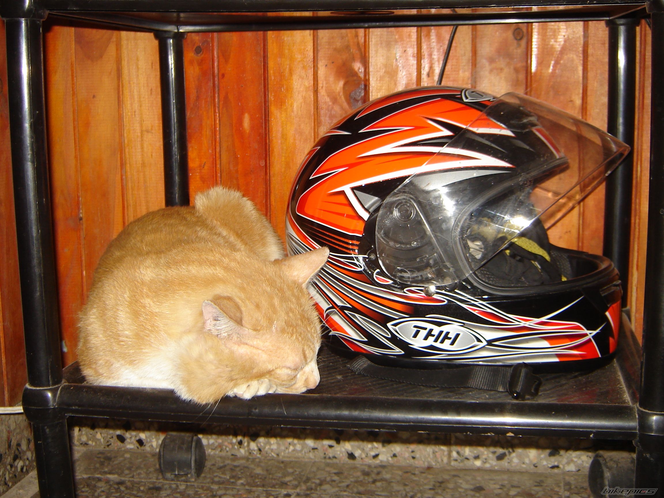    | Picture 1137482 motorcycle photo