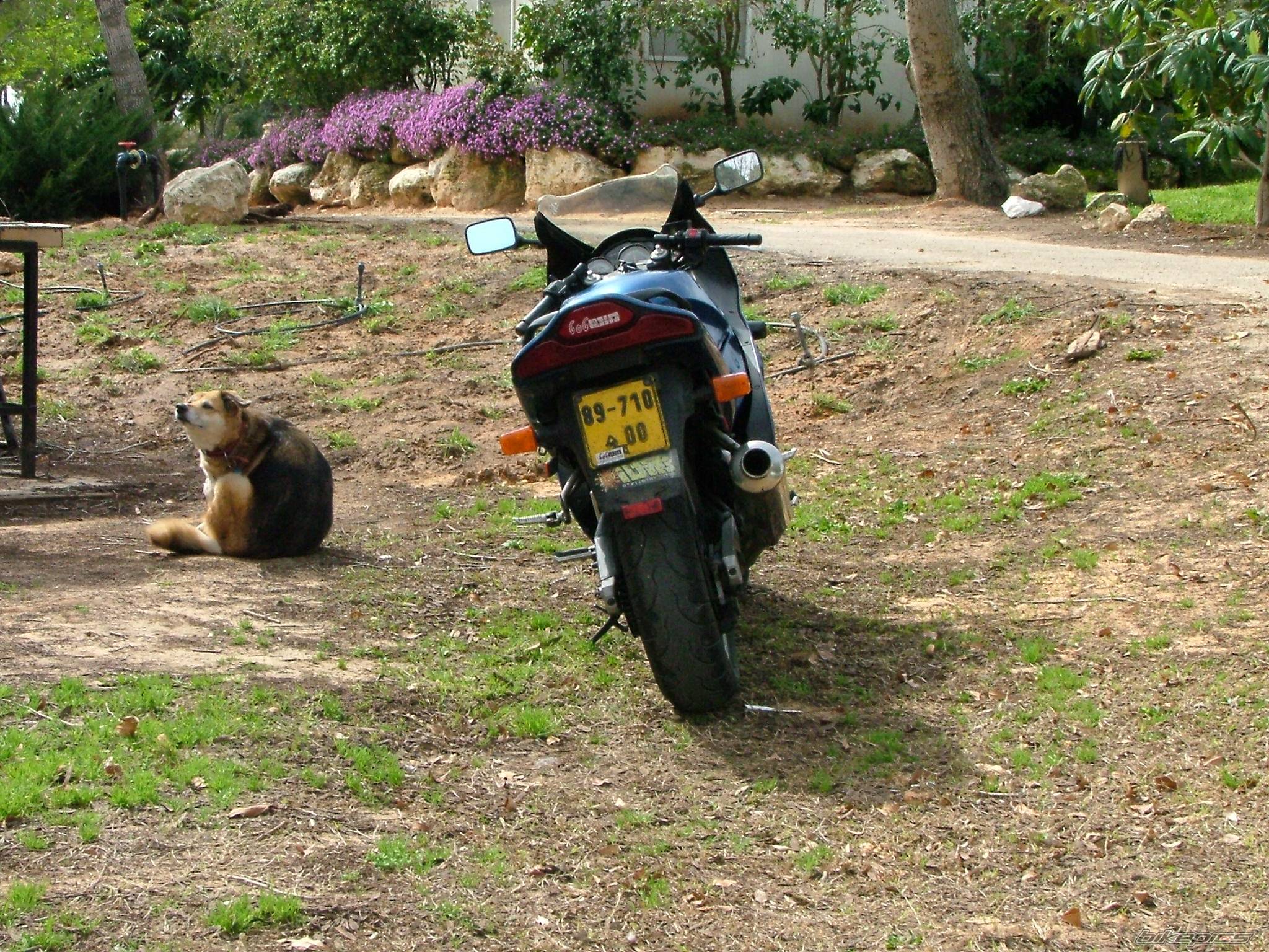 1994 SUZUKI RF 600 | Picture 114143 motorcycle photo