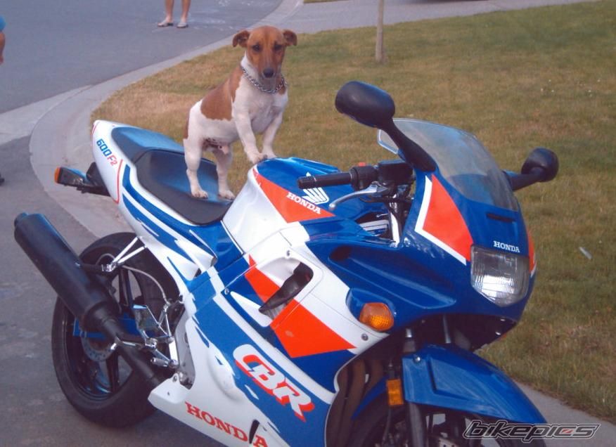 1993 HONDA CBR 600 | Picture 1160666 motorcycle photo