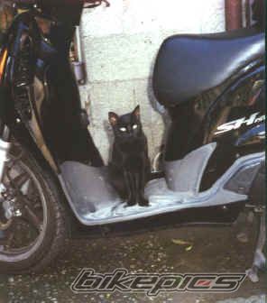 2001 HONDA SH 150 | Picture 1215543 motorcycle photo