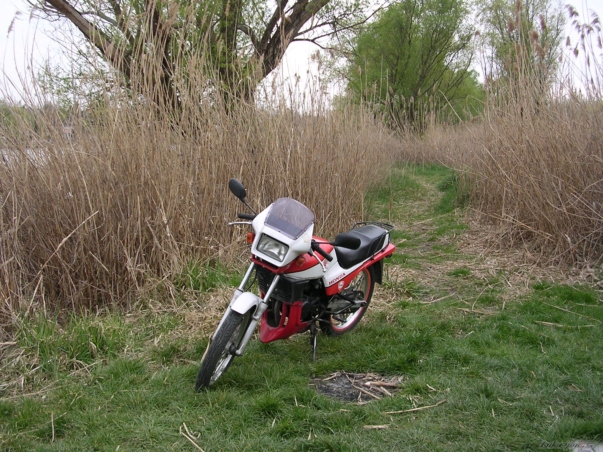 1989 HONDA MBX 80 | Picture 1248207 motorcycle photo