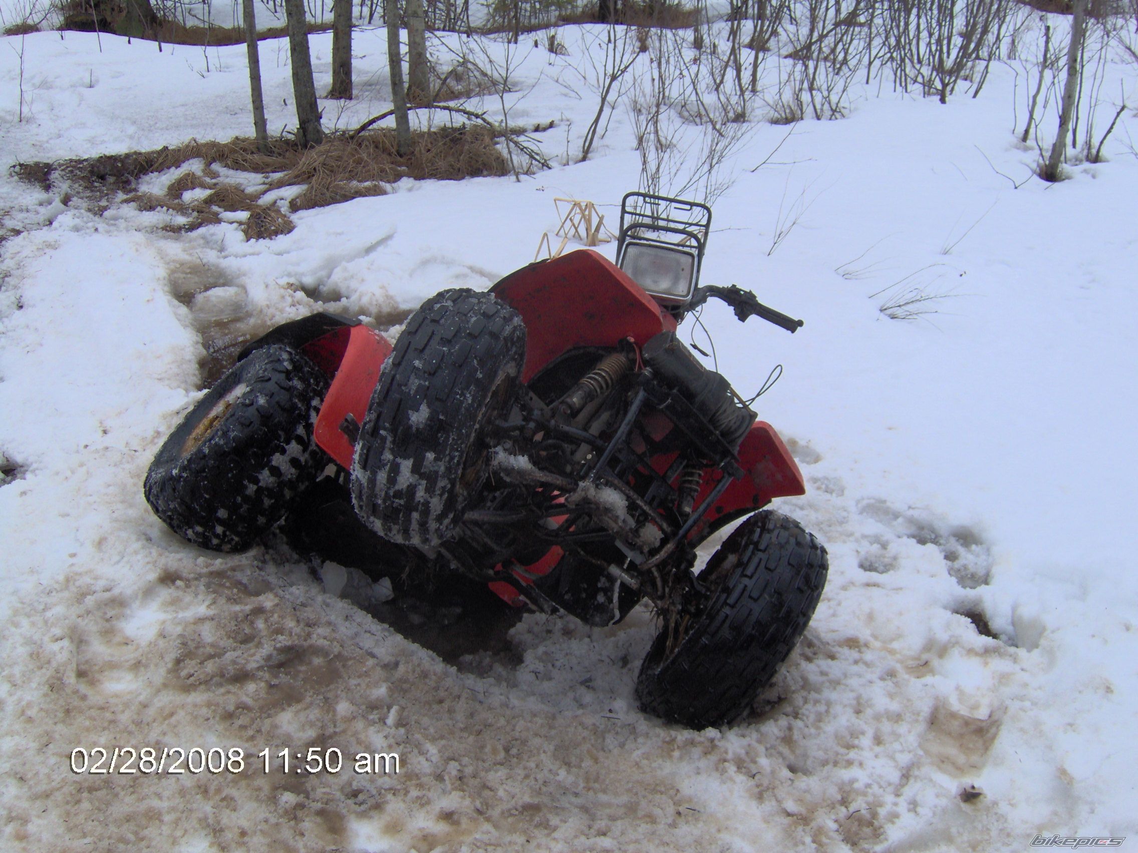 1986 SUZUKI Q. RUNNER 250 | Picture 1270011 motorcycle photo