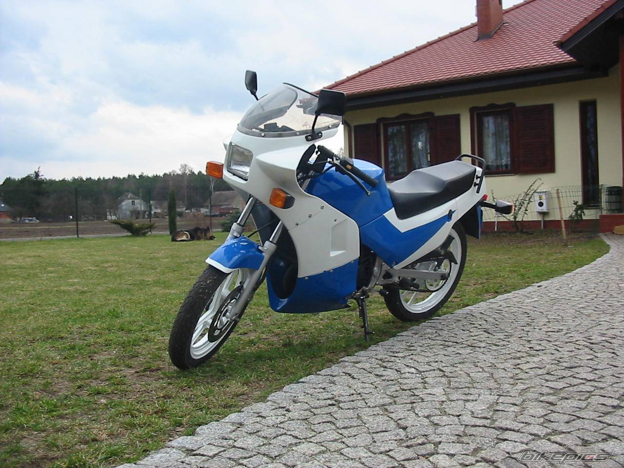 1994 SUZUKI RG 80 | Picture 127163 motorcycle photo