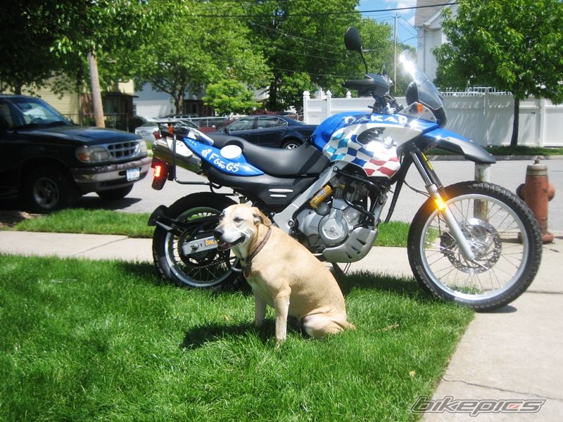 2003 BMW F 650 GS DAKAR | Picture 1298250 motorcycle photo