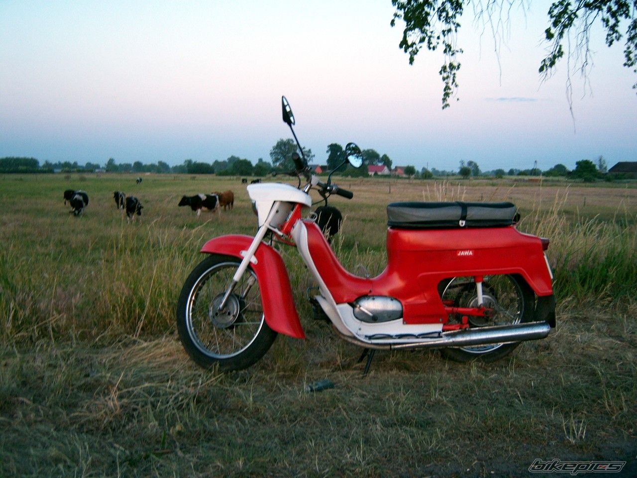 1976 JAWA 50 | Picture 1313736 motorcycle photo