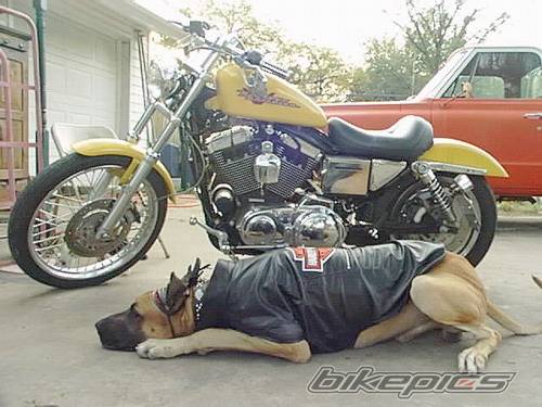 2001 HARLEY DAVIDSON XL 1200 C | Picture 133224 motorcycle photo