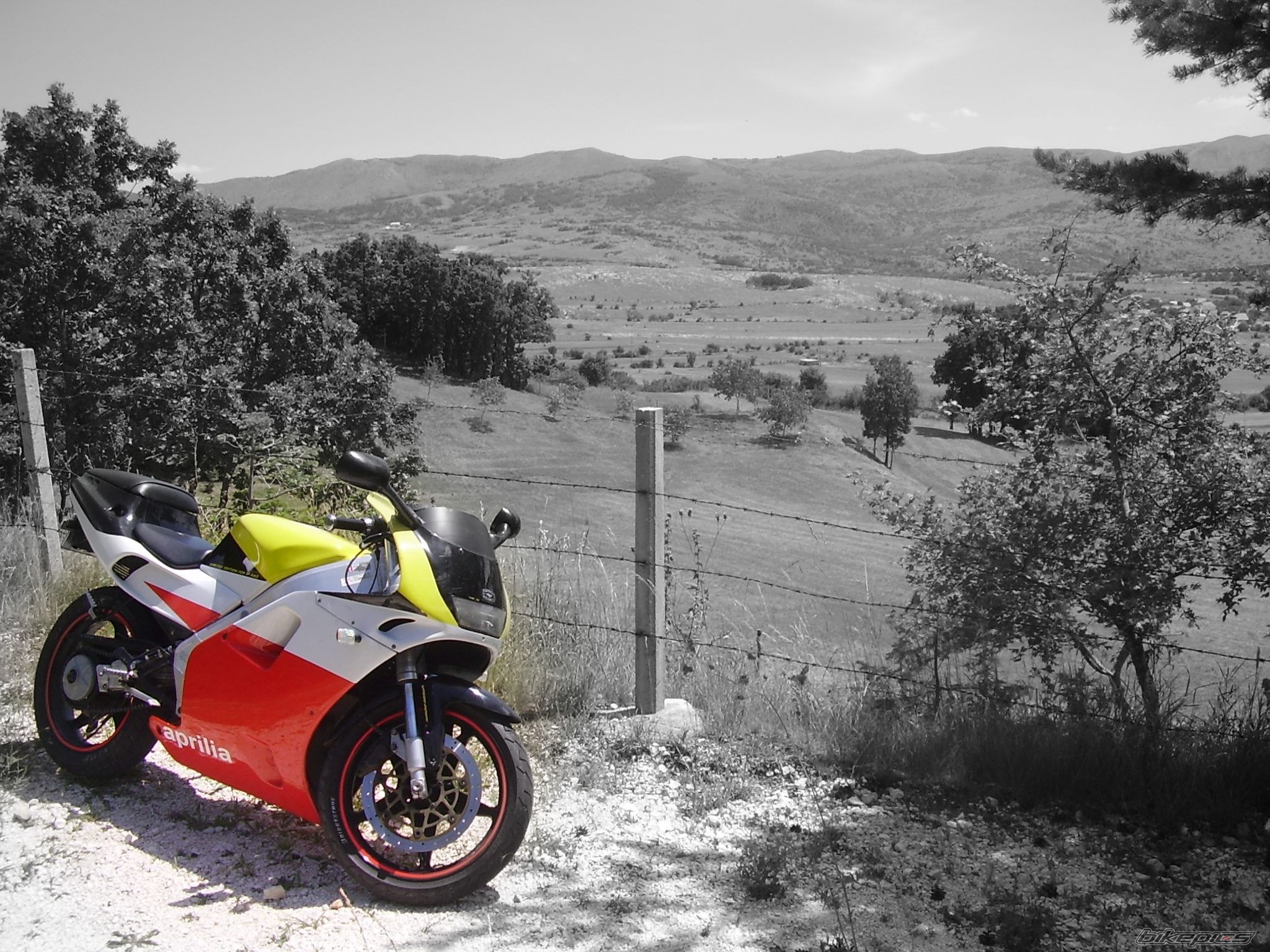 1994 APRILIA AF1 SPORT PRO 125 | Picture 1374844 motorcycle photo