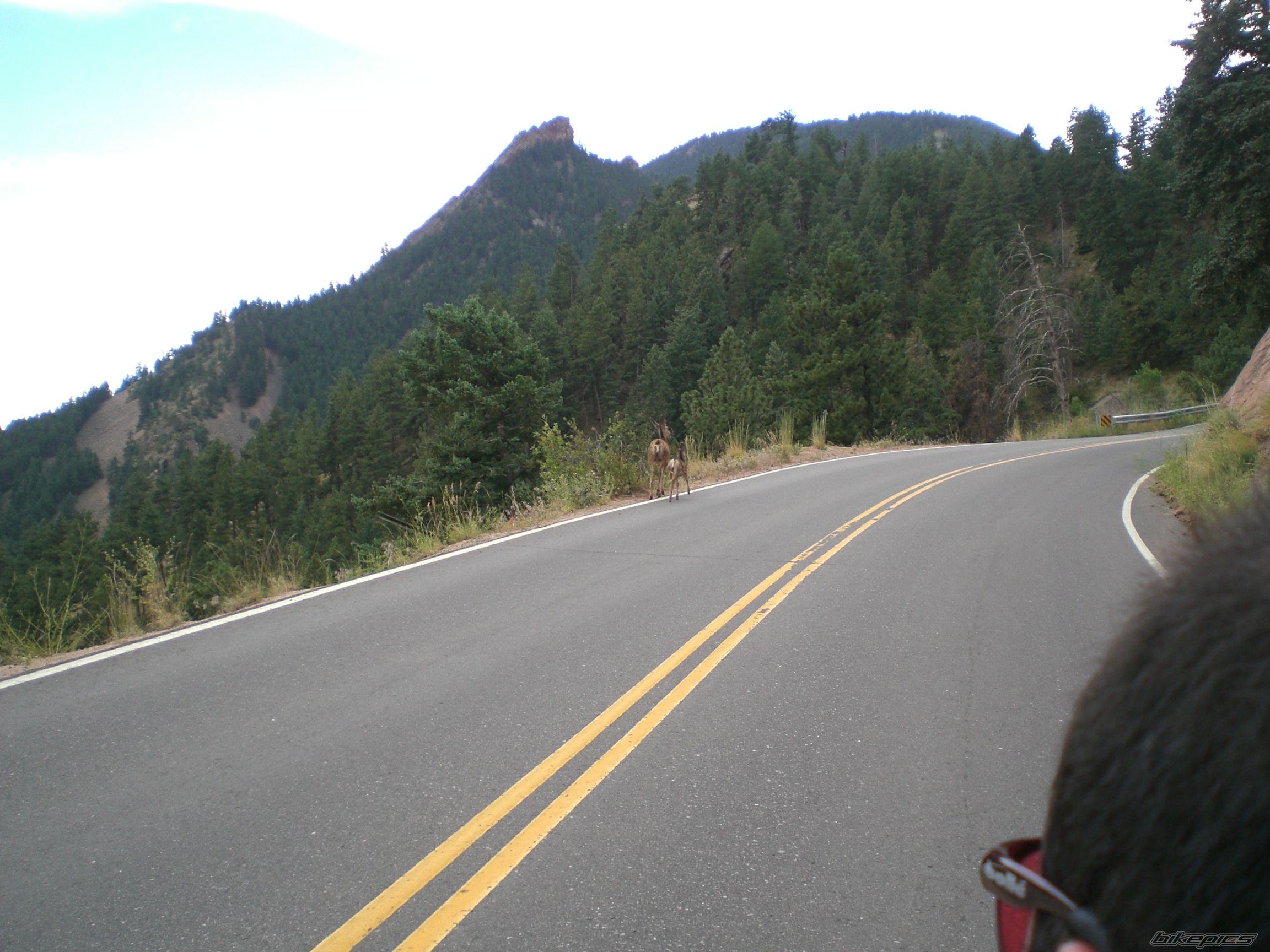 2008 HONDA CBR 1000  RR | Picture 1383970 motorcycle photo