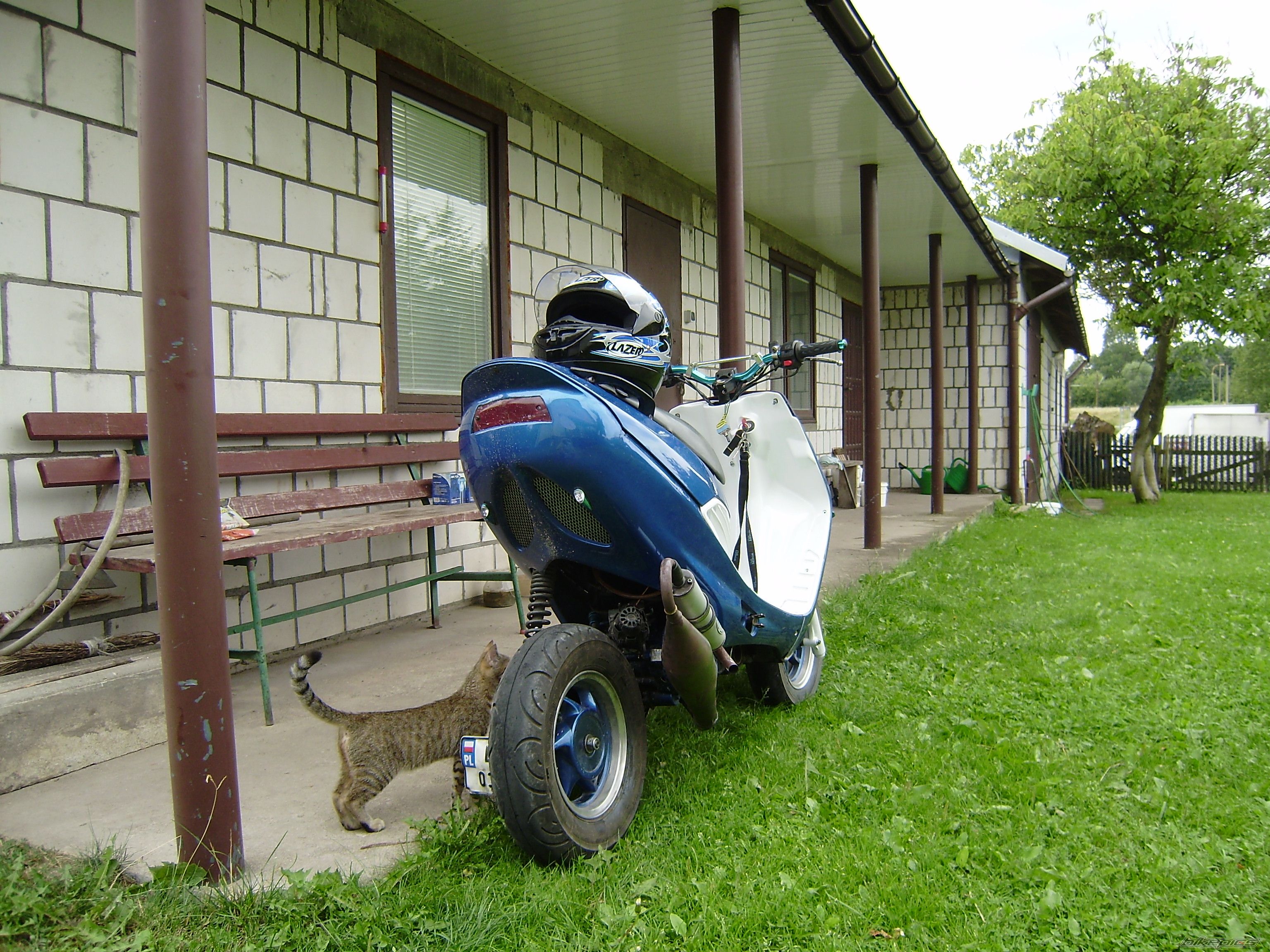 1999 SUZUKI AP 50 | Picture 1399351 motorcycle photo
