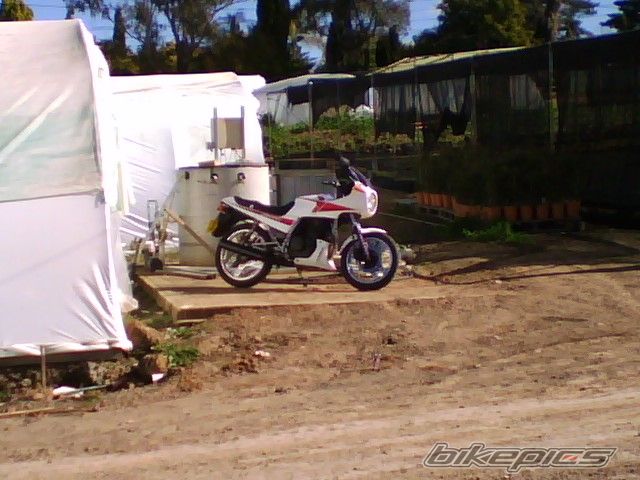 1987 HONDA CBX 250 | Picture 1410524 motorcycle photo