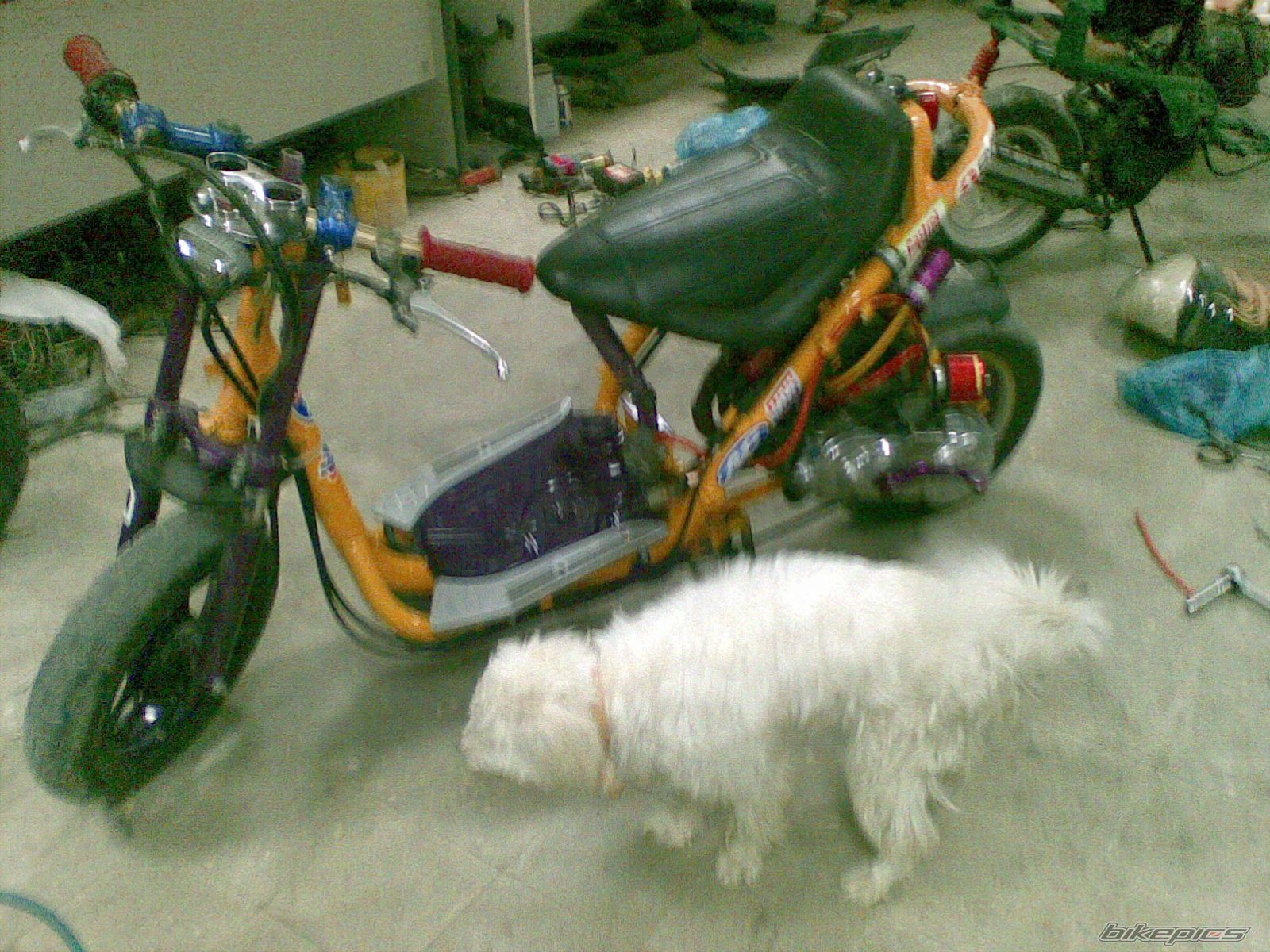 2008 HONDA DIO 50 | Picture 1420314 motorcycle photo