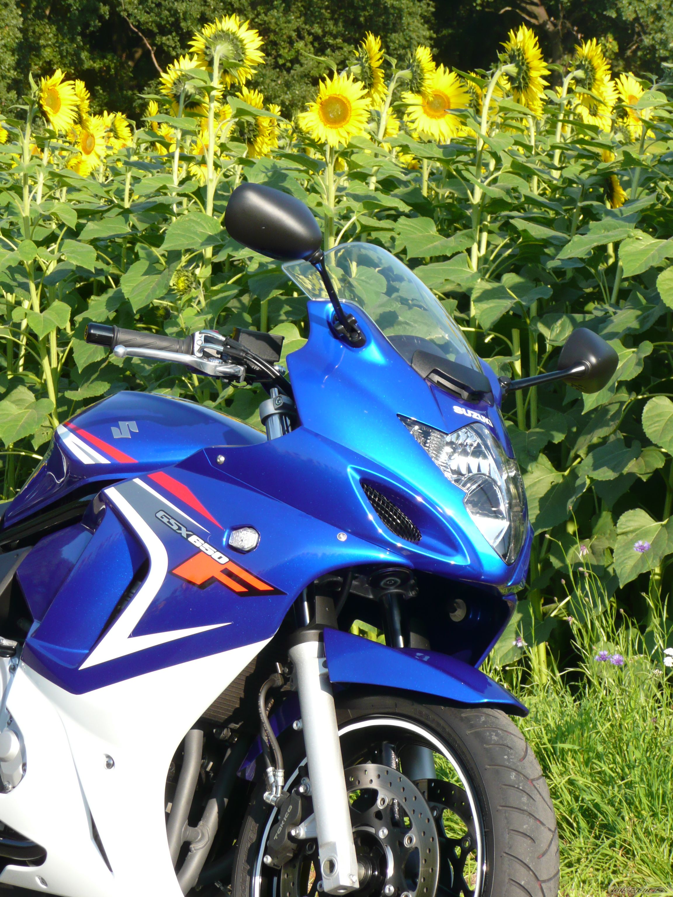 2008 SUZUKI GSX650F | Picture 1443598 motorcycle photo