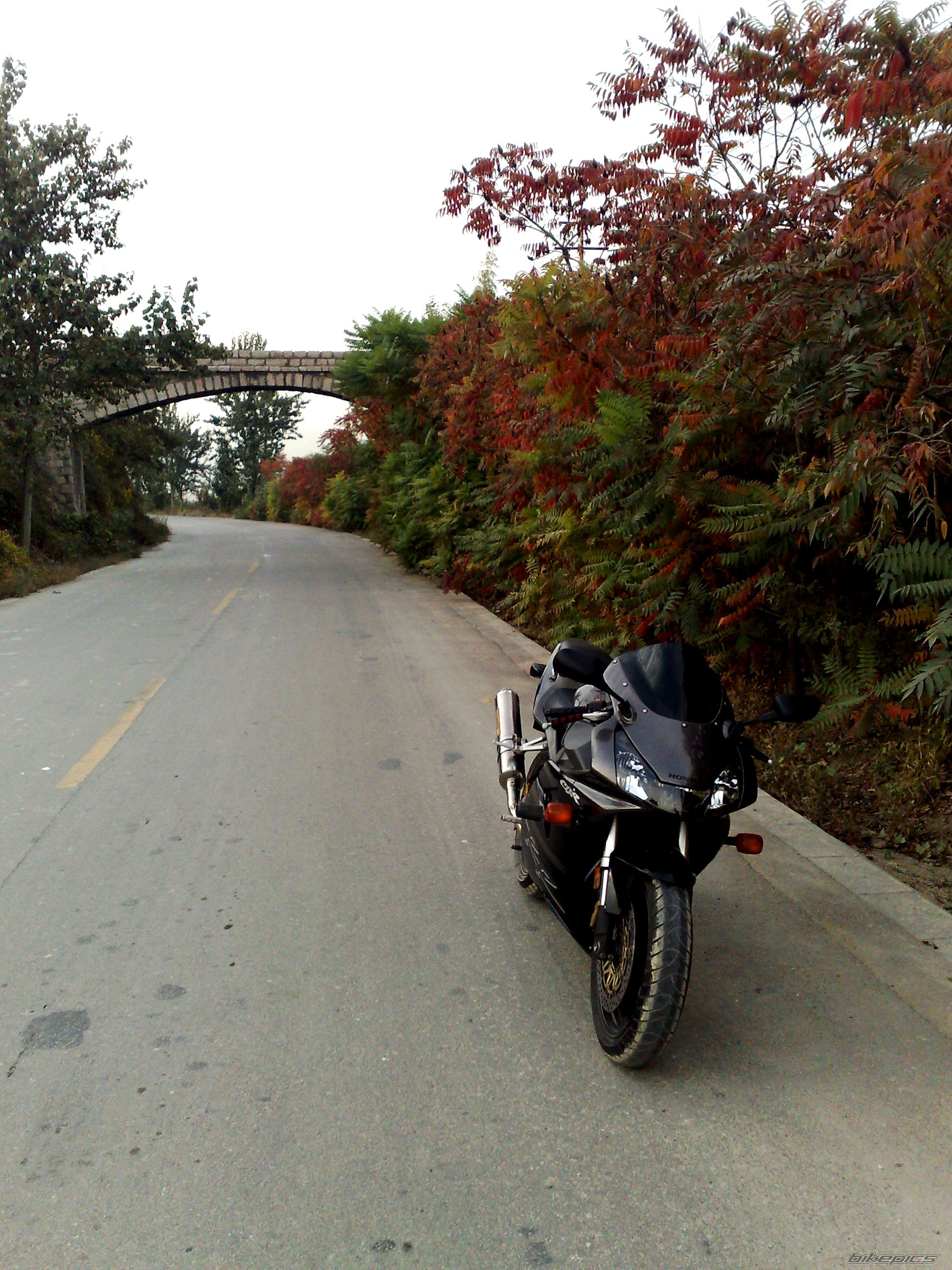 2003 HONDA CBR 900 | Picture 1445386 motorcycle photo