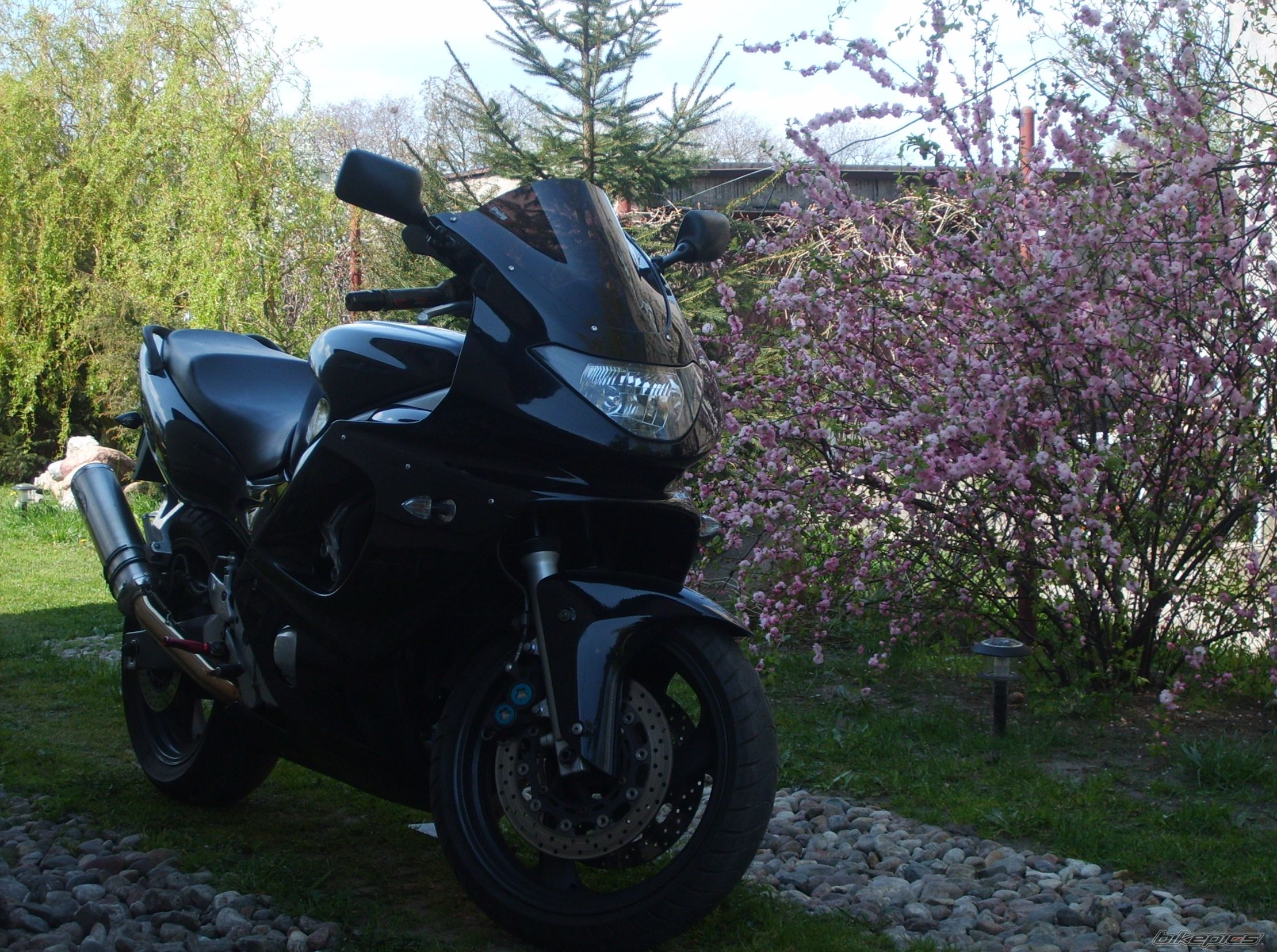 1999 YAMAHA YZF 600 | Picture 1450637 motorcycle photo