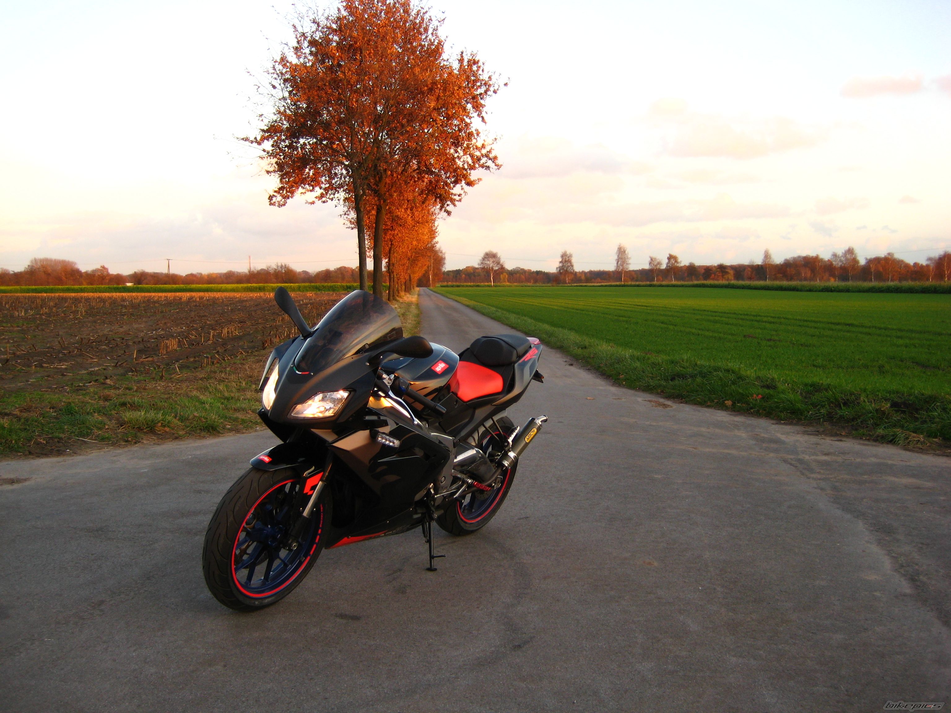 2009 APRILIA RS 125 | Picture 1481059 motorcycle photo