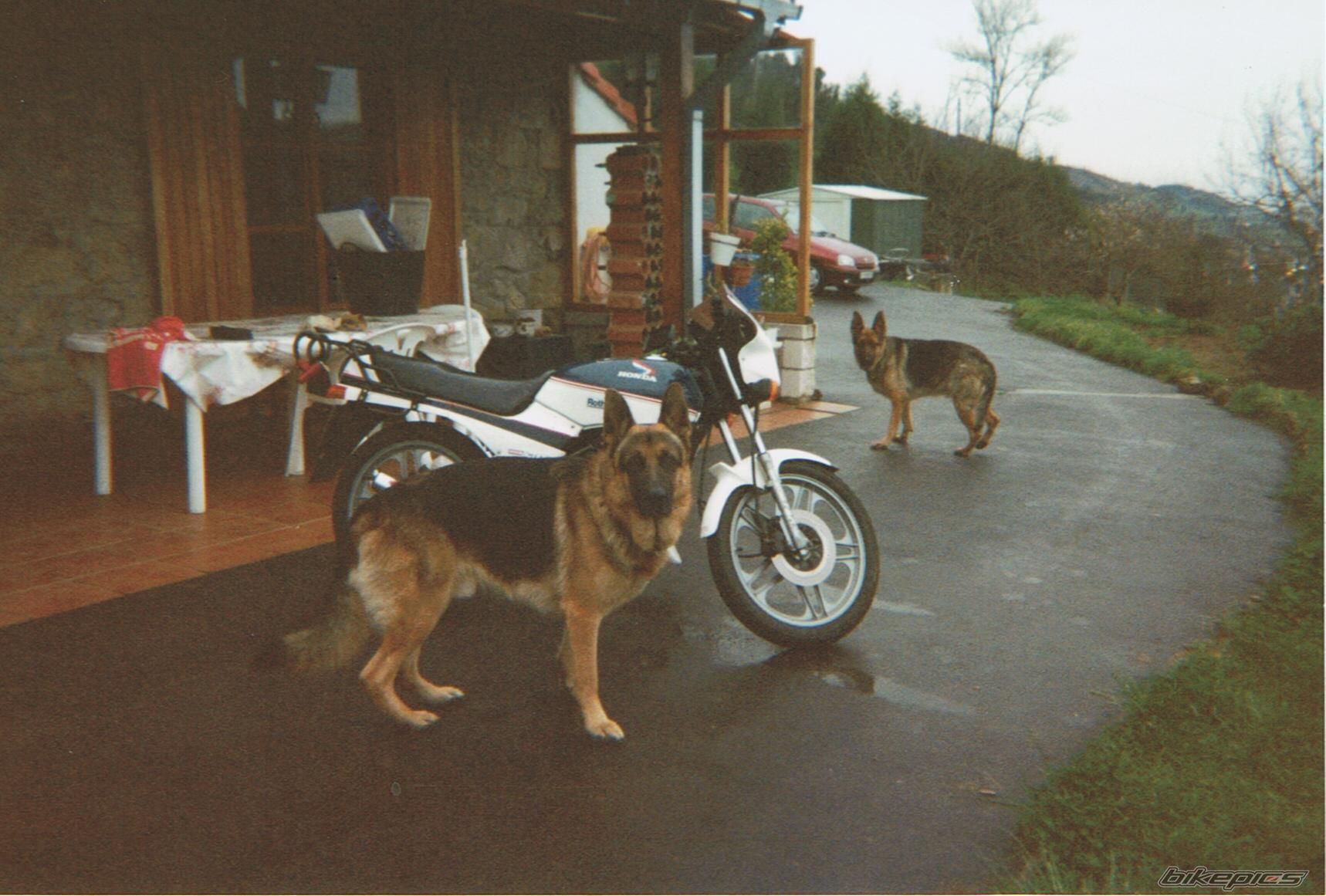 1987 HONDA MBX 80 | Picture 1535538 motorcycle photo