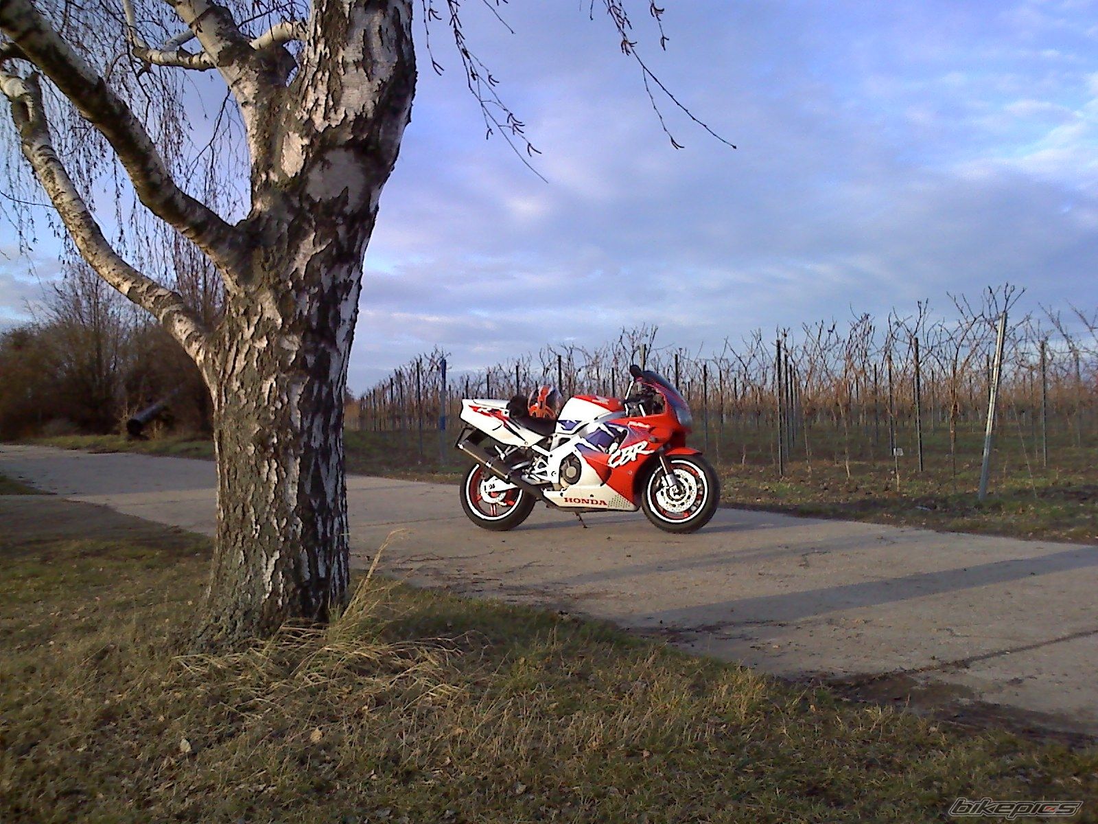 1995 HONDA CBR 900 | Picture 1568309 motorcycle photo