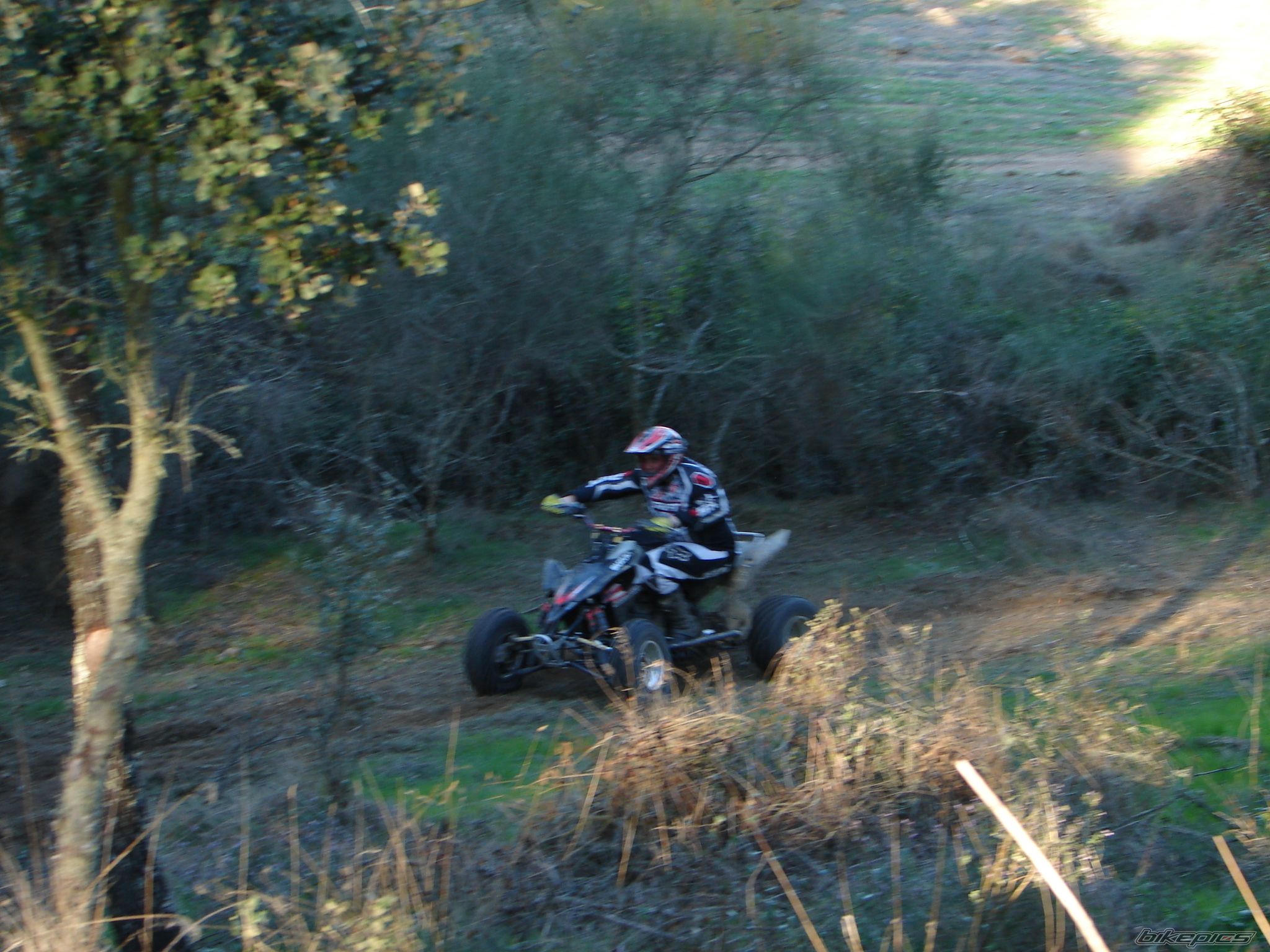 2008 SUZUKI LTR 450 | Picture 1570055 motorcycle photo