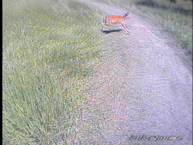 2002 HONDA 300EX | Picture 164739 motorcycle photo
