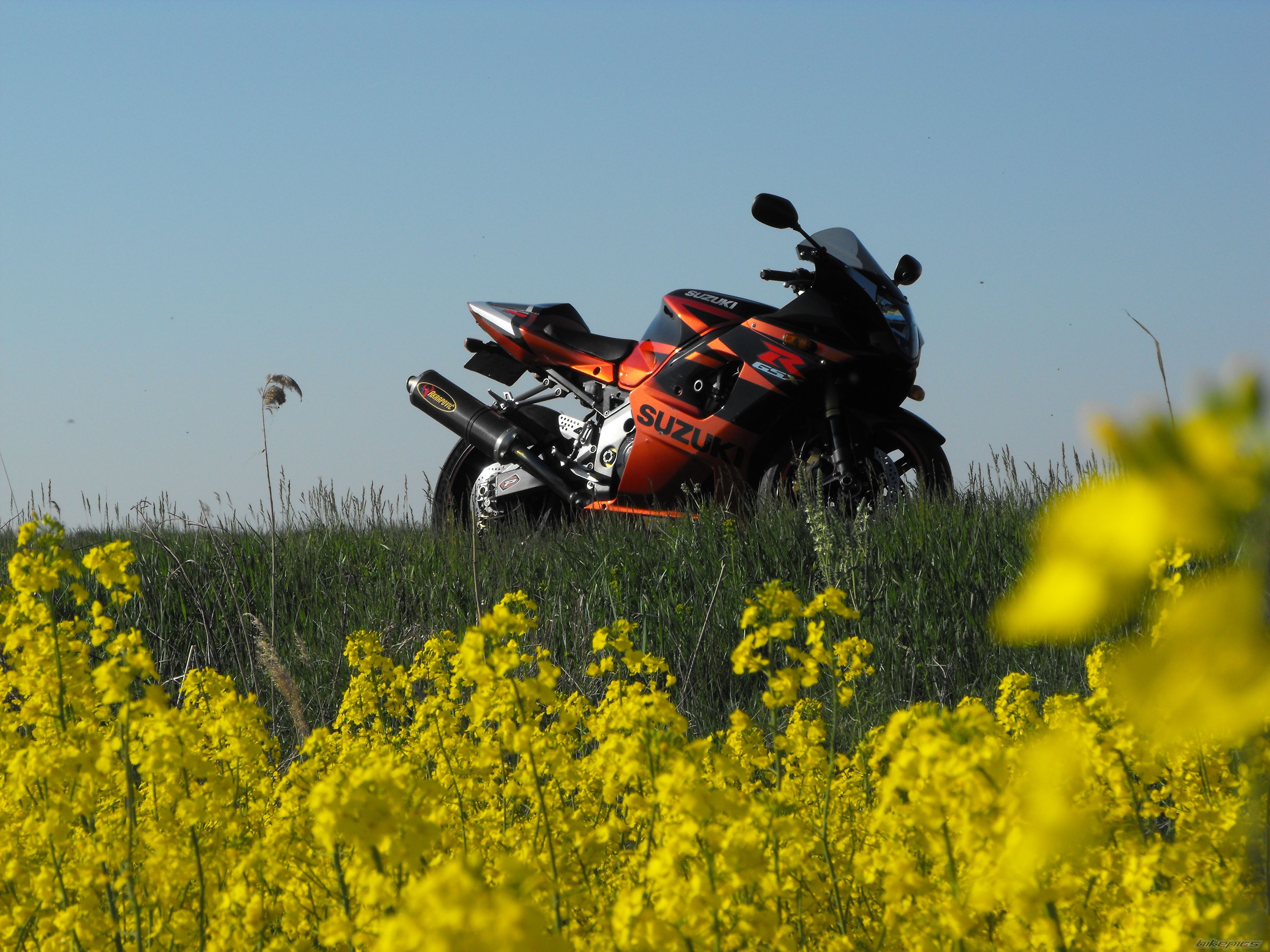 2003 SUZUKI GSX R 1000 | Picture 1665461 motorcycle photo