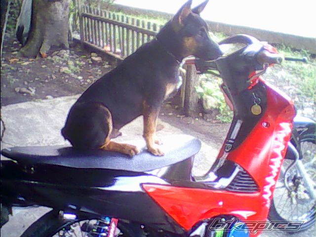 2007 HONDA WAVE 125 | Picture 1668283 motorcycle photo