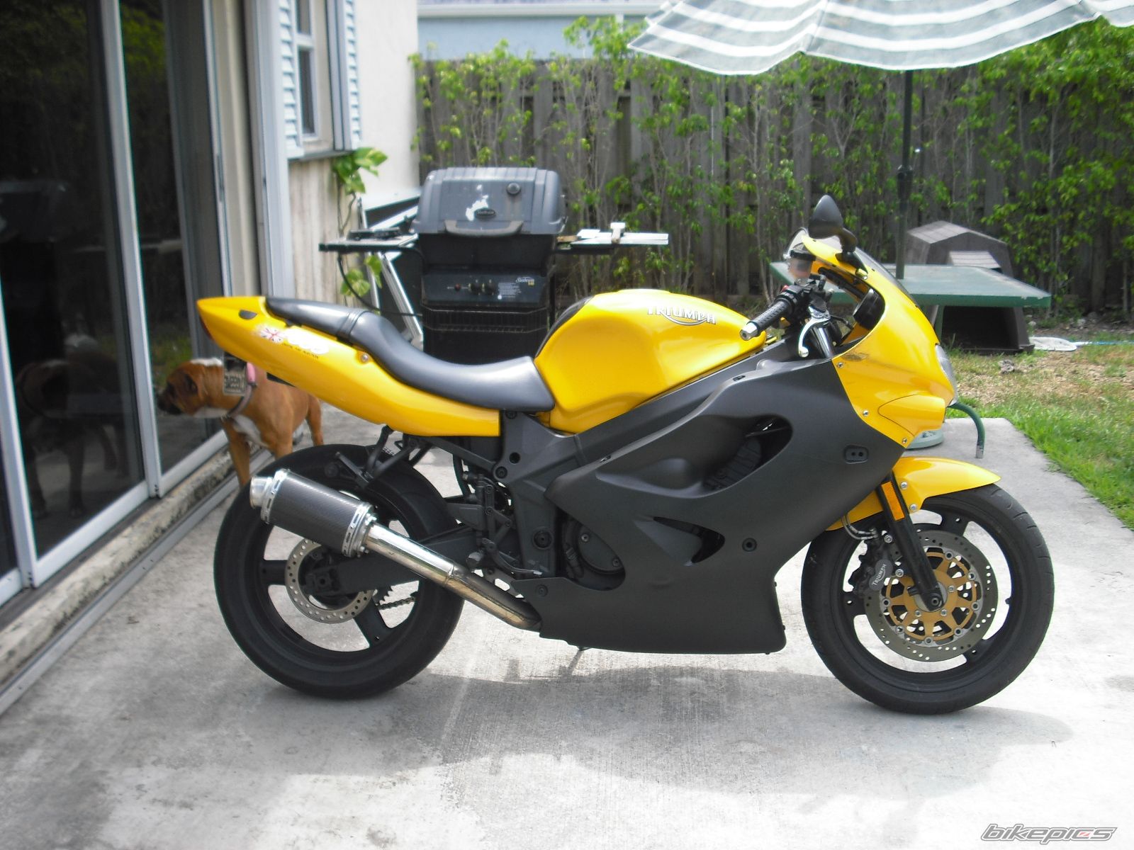2001 TRIUMPH TT 600 | Picture 1671479 motorcycle photo
