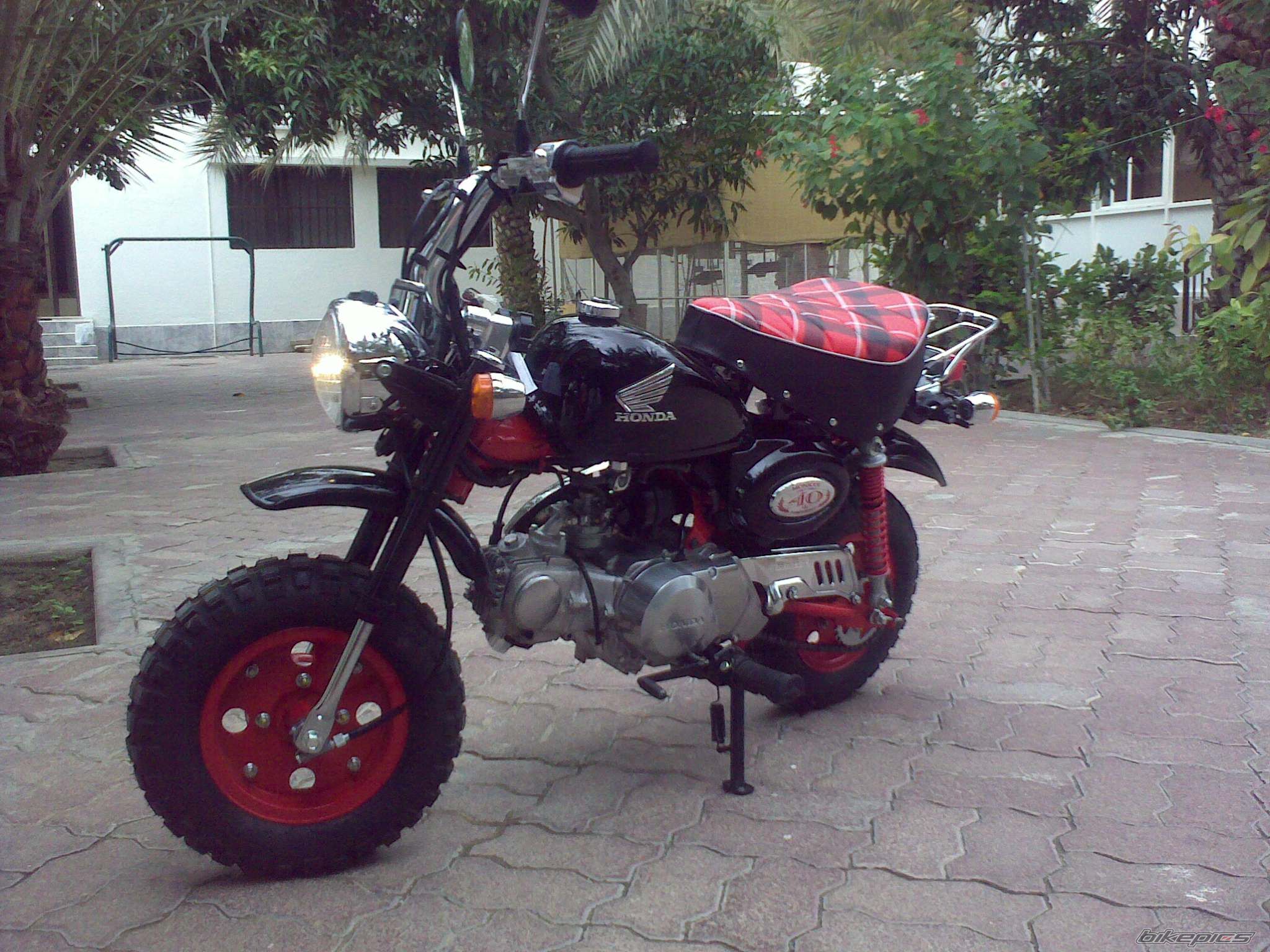 2008 HONDA Z 50 | Picture 1677976 motorcycle photo
