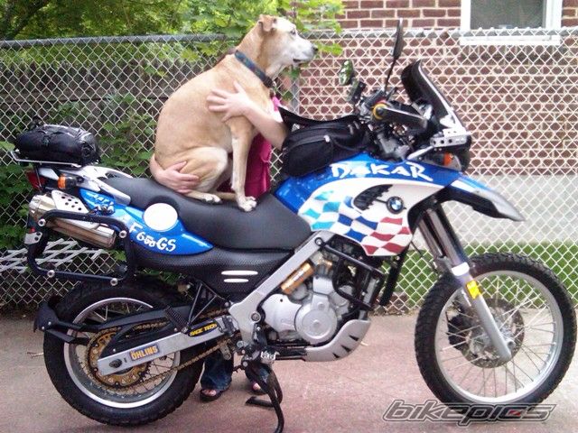2003 BMW F 650 GS DAKAR | Picture 1692707 motorcycle photo