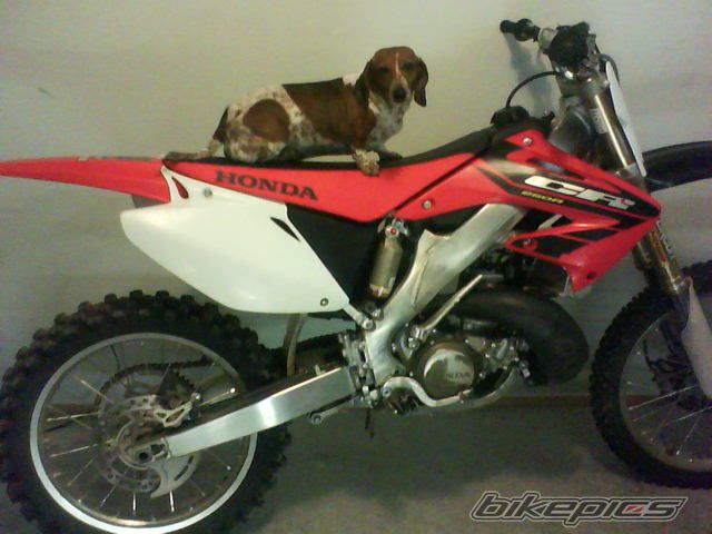 2004 HONDA CR 250 | Picture 1711584 motorcycle photo