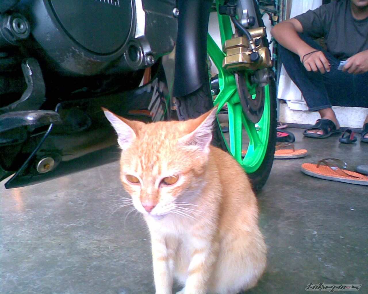 2010 YAMAHA RXZ 135 | Picture 1713524 motorcycle photo