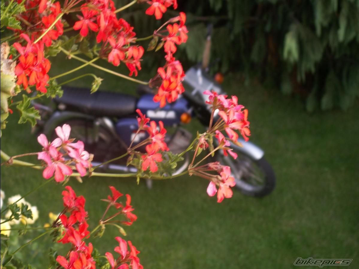 1987 SIMSON S 51 | Picture 1737181 motorcycle photo