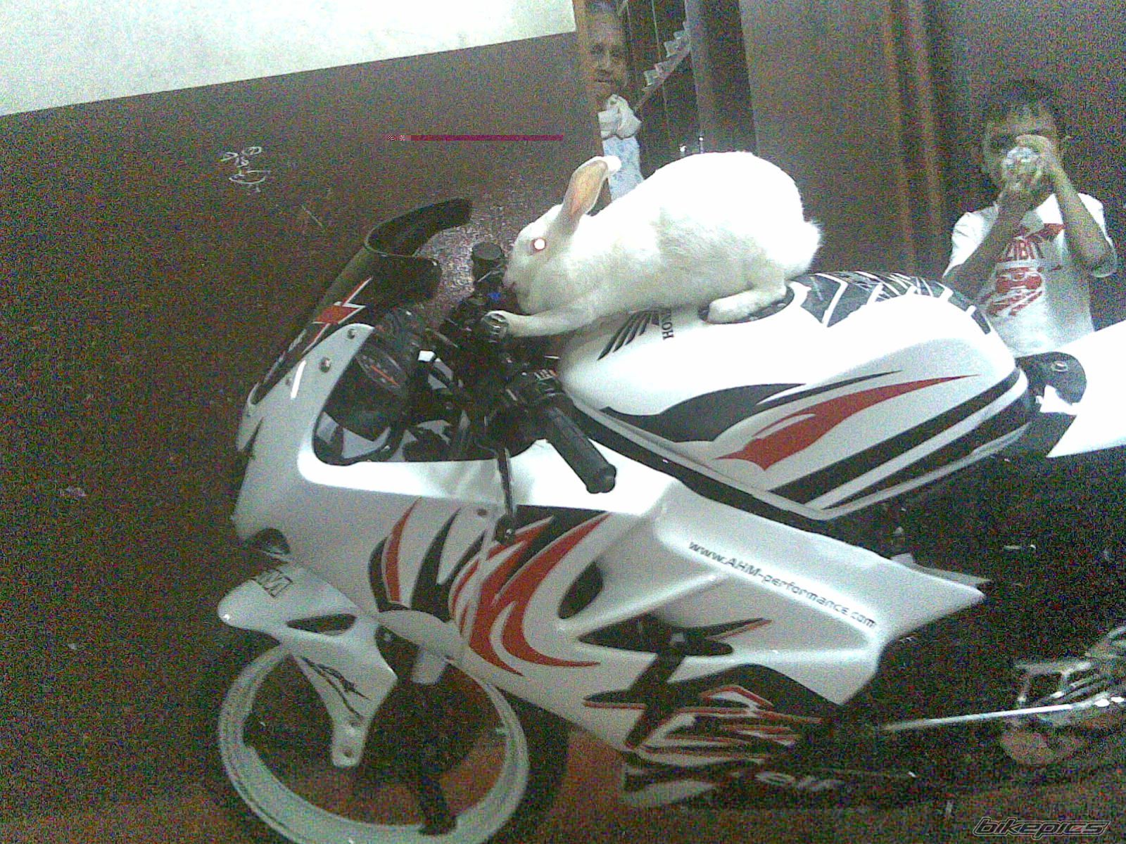 2001 HONDA FSX 150 | Picture 1741453 motorcycle photo