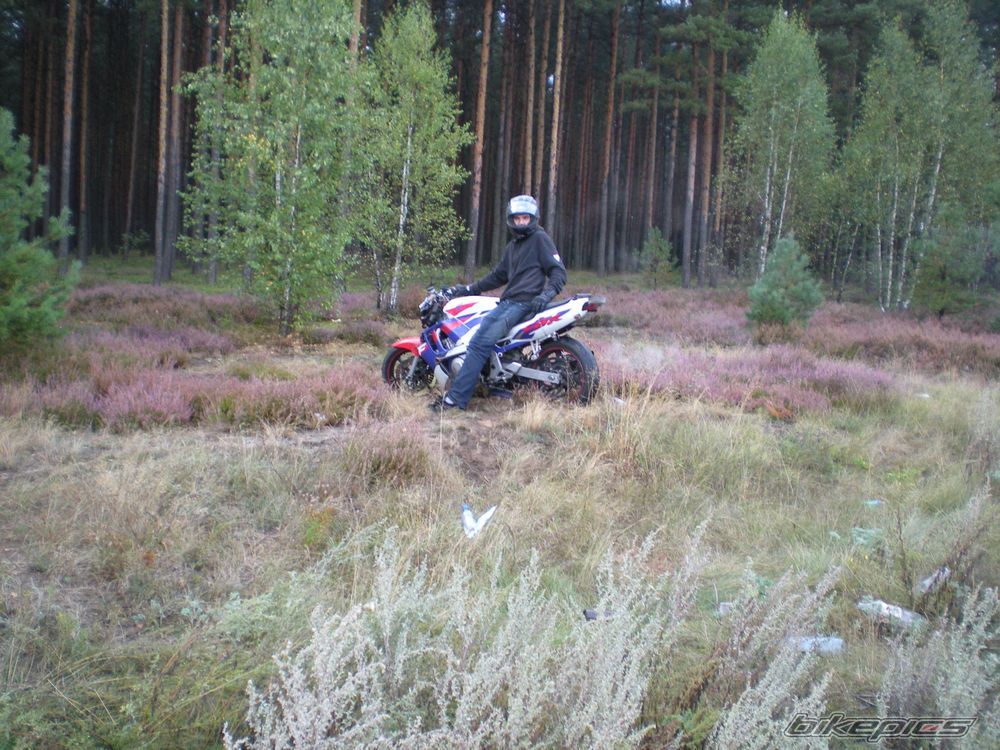 1995 HONDA CBR 600 | Picture 1782694 motorcycle photo