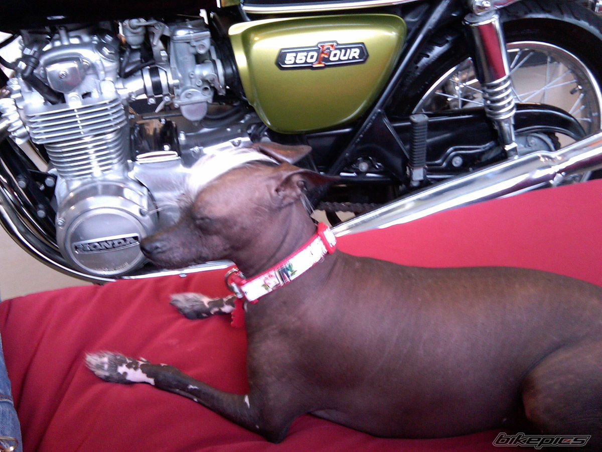1974 HONDA CB 550 | Picture 1787067 motorcycle photo