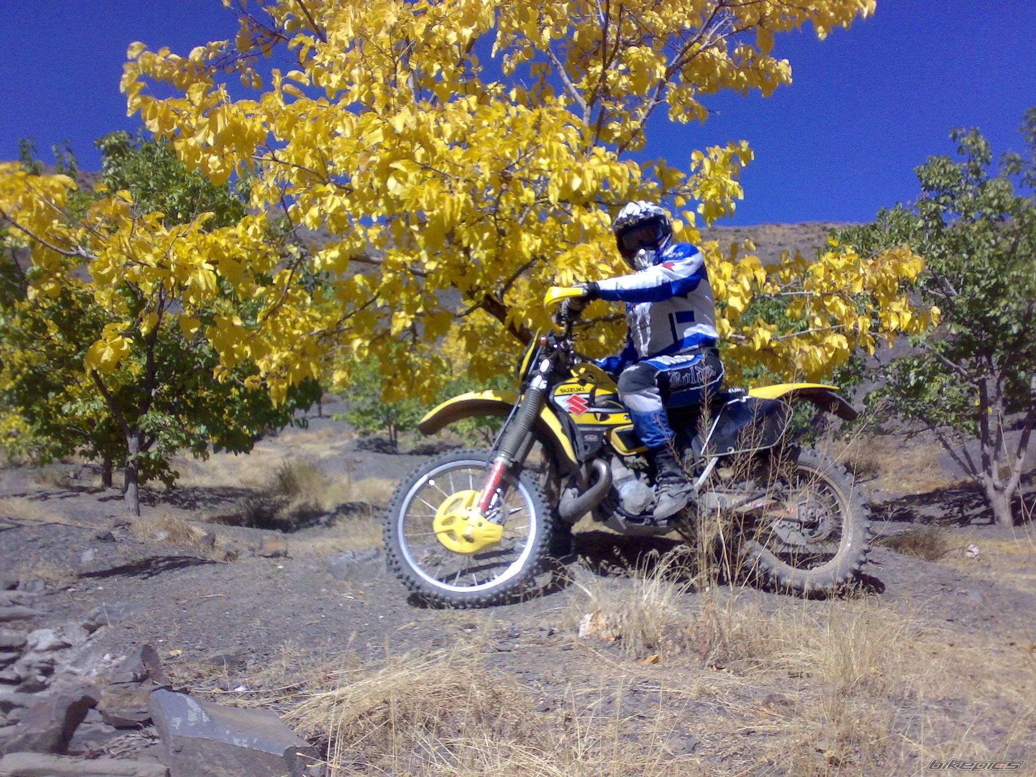 1998 SUZUKI RMX 250 | Picture 1813136 motorcycle photo