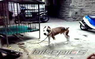 2008 HONDA HONDA DIO | Picture 1821775 motorcycle photo