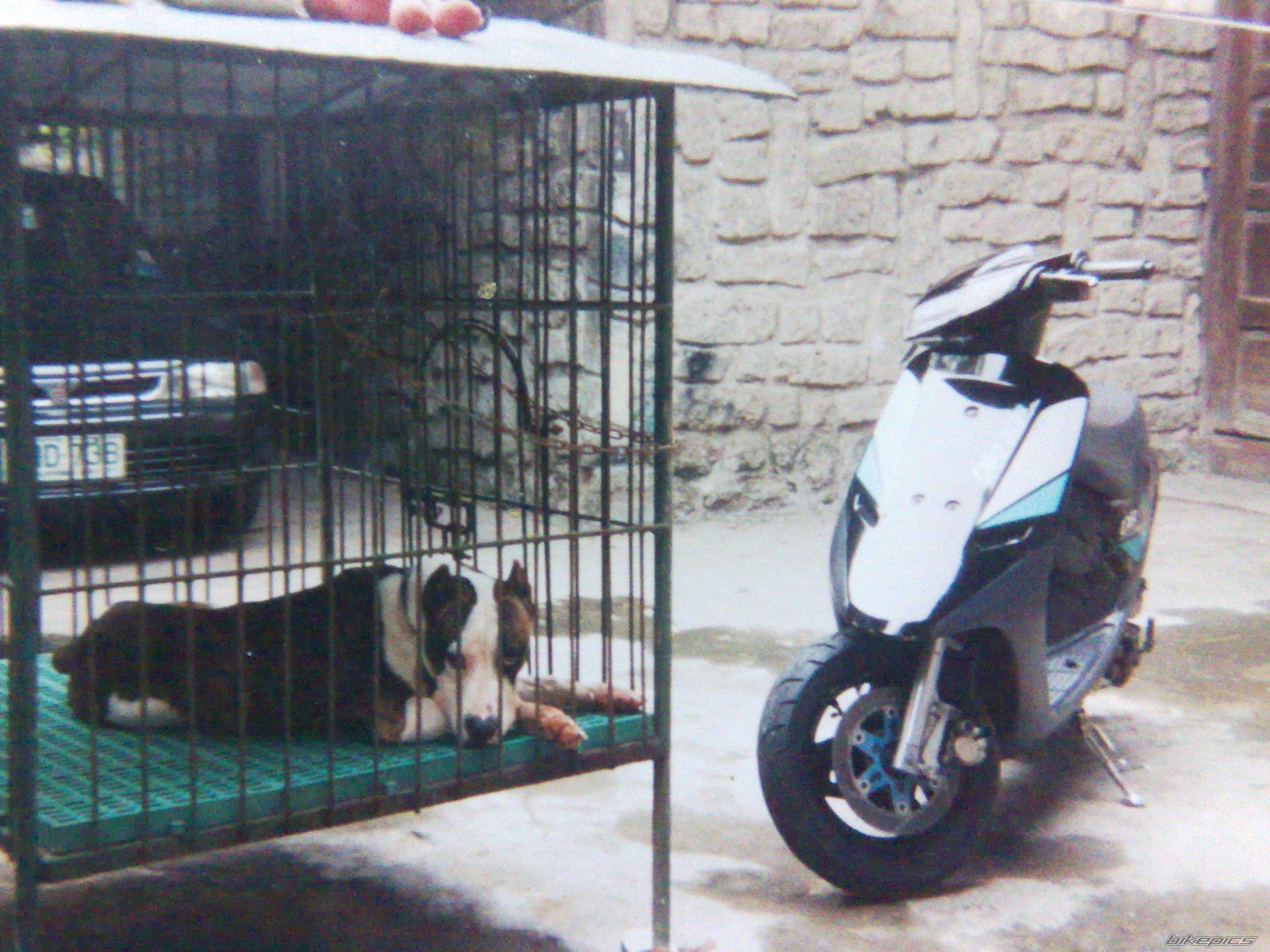 2008 HONDA HONDA DIO | Picture 1821924 motorcycle photo