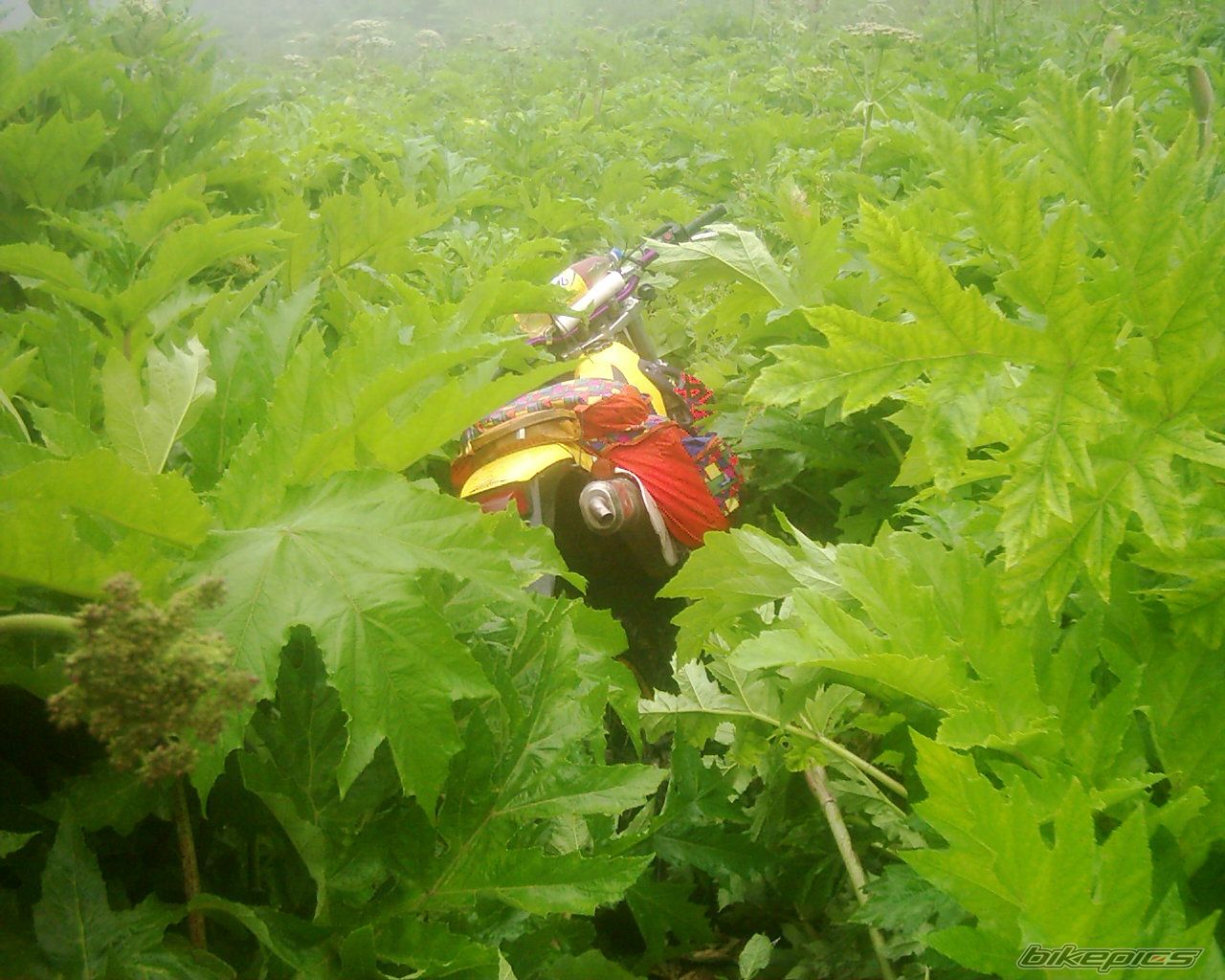2005 SUZUKI RM 250 Z | Picture 1862071 motorcycle photo