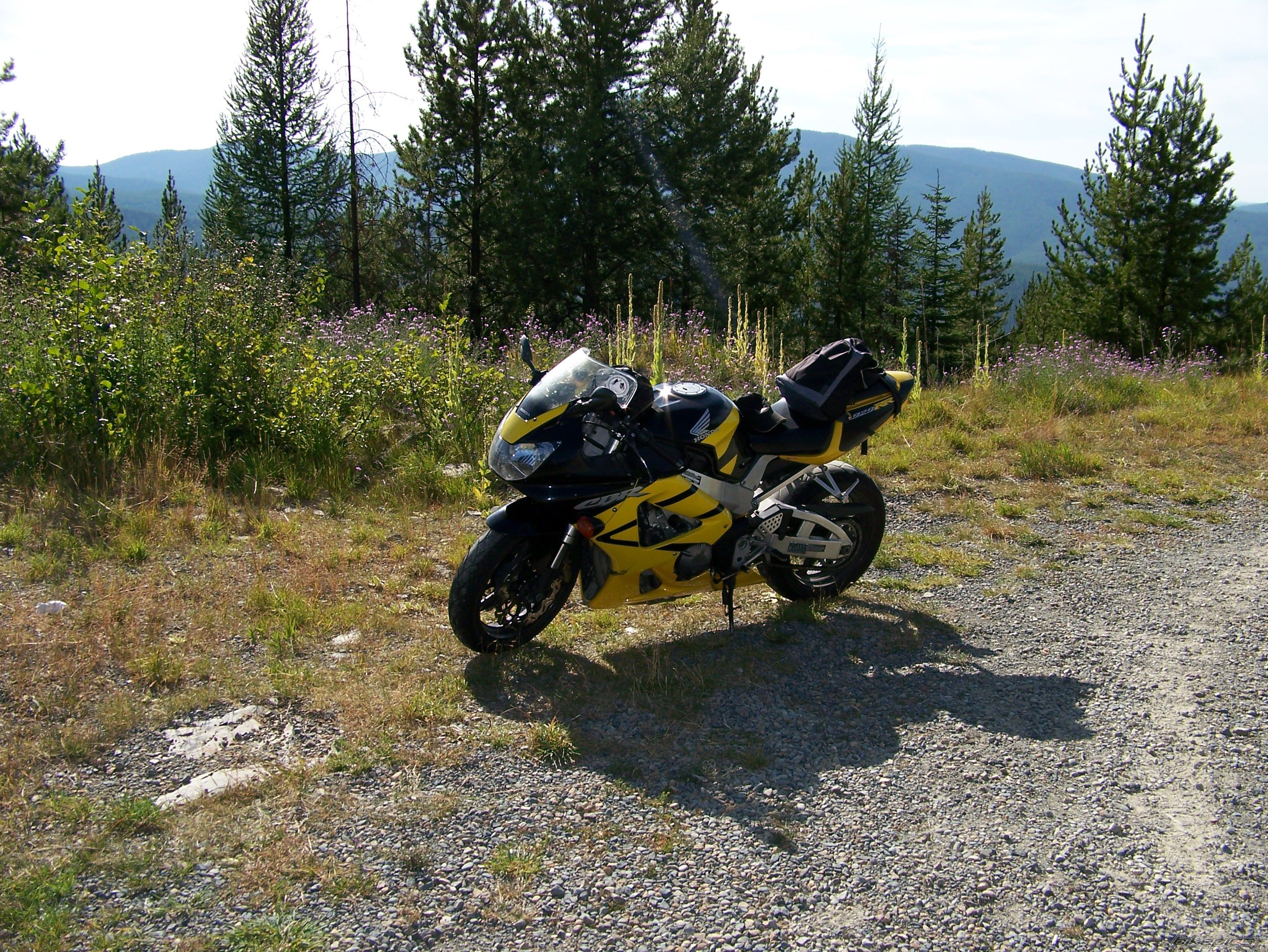 2001 HONDA CBR 900 | Picture 1916062 motorcycle photo