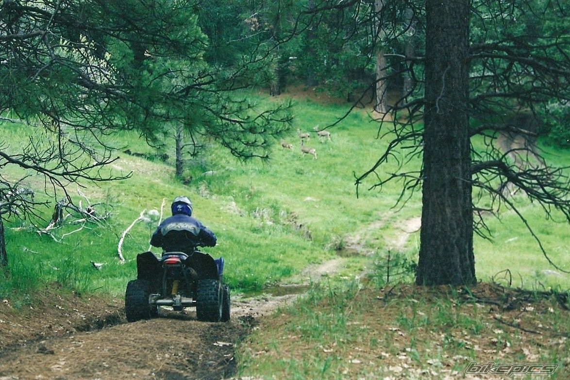 2005 POLARIS PHOENIX 200 | Picture 1917818 motorcycle photo