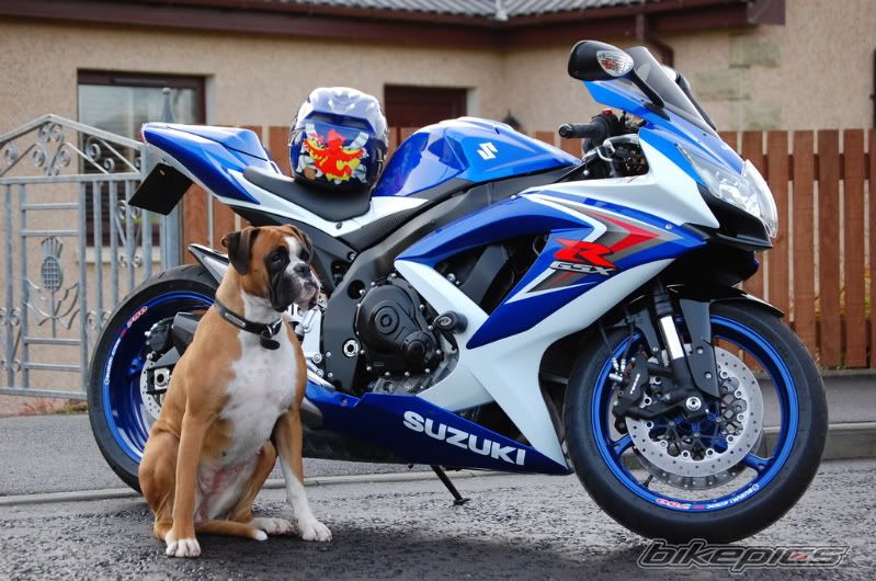 2008 SUZUKI GSX R 750 | Picture 1938884 motorcycle photo