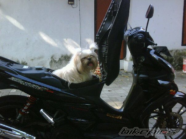 2008 SUZUKI UE 125 | Picture 1959212 motorcycle photo