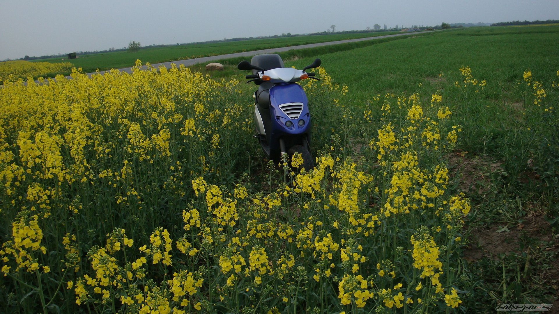 2001 PIAGGIO NRG | Picture 1964892 motorcycle photo