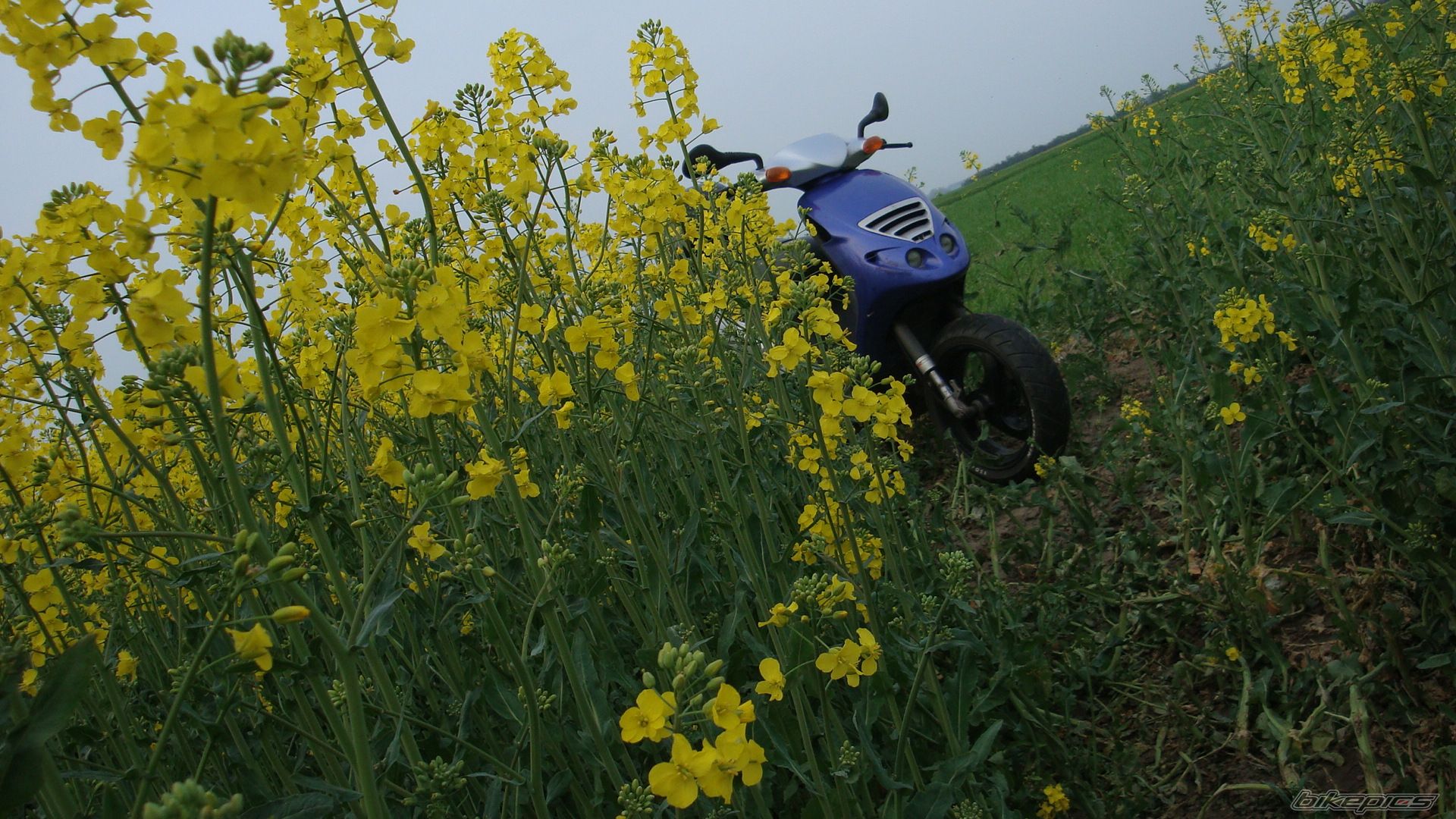 2001 PIAGGIO NRG | Picture 1964893 motorcycle photo