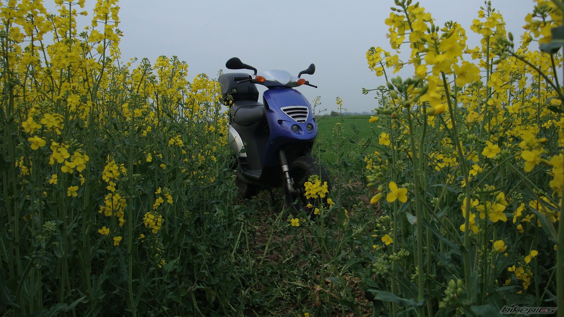 2001 PIAGGIO NRG | Picture 1964894 motorcycle photo