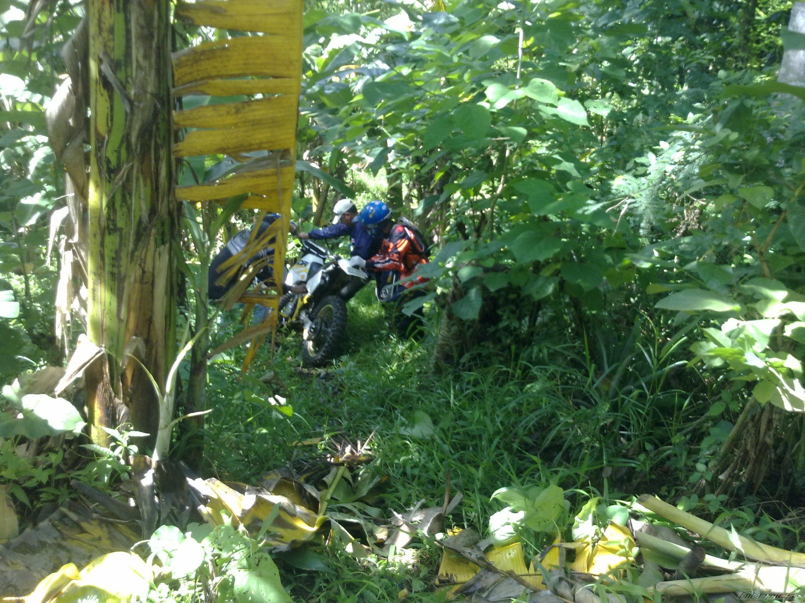 1999 HONDA WAVE 100 | Picture 2024349 motorcycle photo